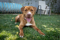 Talbot Humane - June 26, 2024