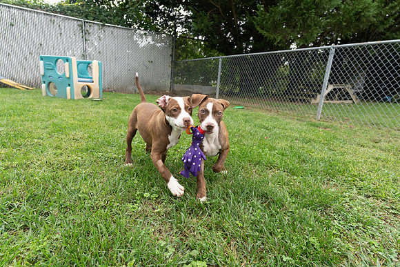 Puppies-2