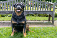 Jovie-3