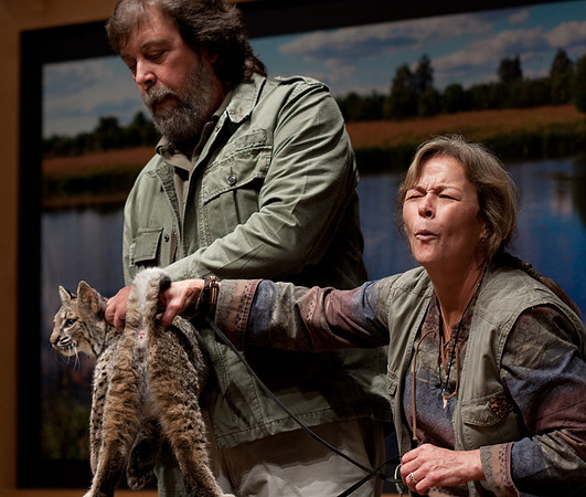 Bobcat