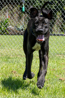 Rocco-6