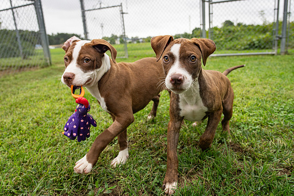 Puppies-1