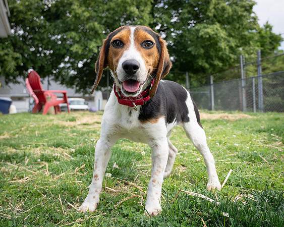 Beagles-4