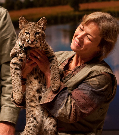 Bobcat