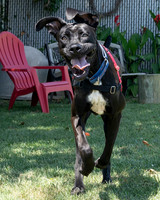 Talbot Humane - August 21, 2024