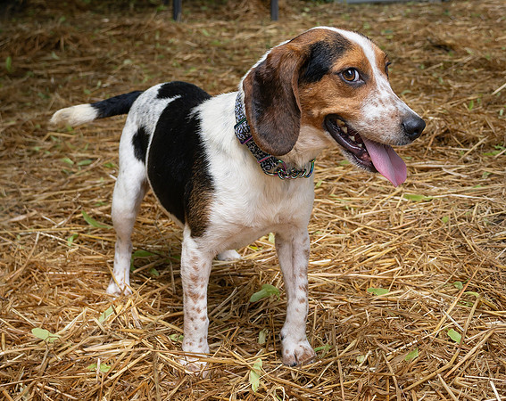 Beagles-2