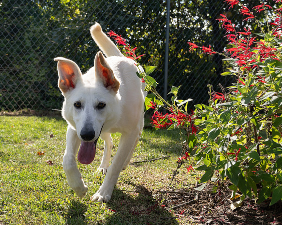 Arwen-2