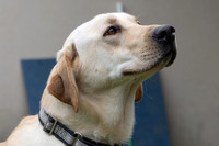 Talbot Humane - May 15, 2024