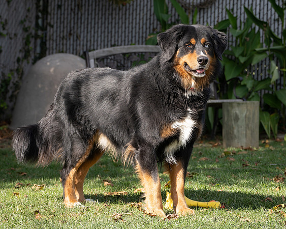Charlie-1