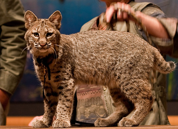Bobcat