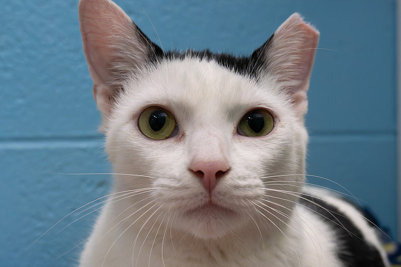 Photography by Bob Quinn | Talbot Humane - October 23, 2024