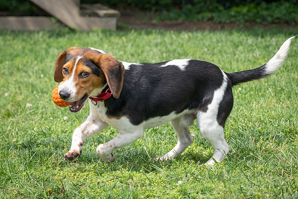 Beagles-9