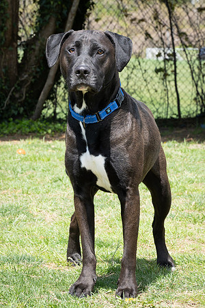 Cooper (3 of 7)