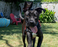 Rocco-3