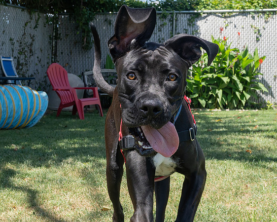 Rocco-3