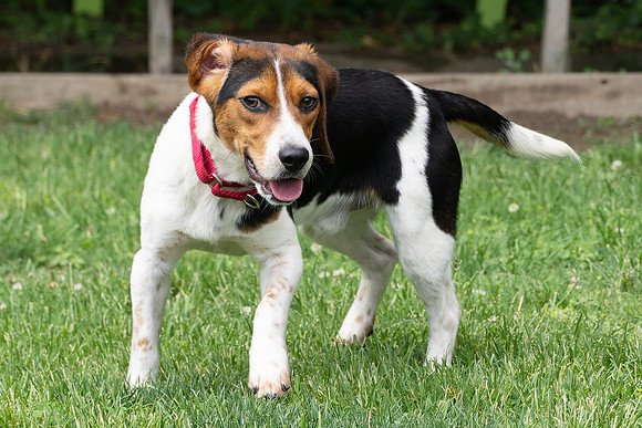 Beagles-6