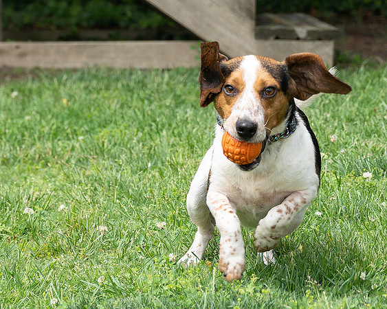 Beagles-12