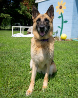 Duchess-3