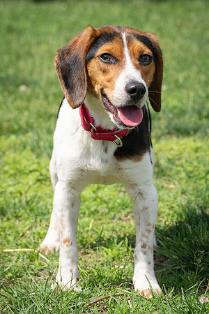 Beagles-11