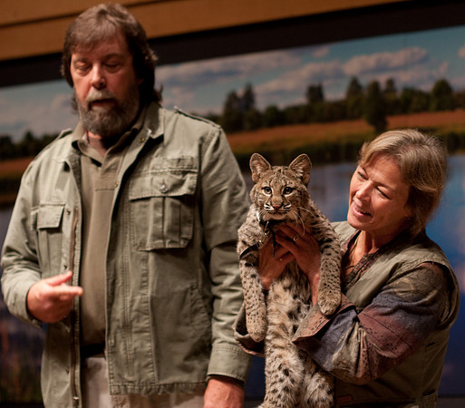 Bobcat
