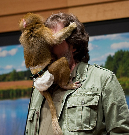 Baboon
