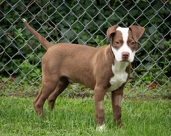 Puppies-7