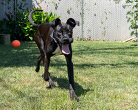 Rocco-5