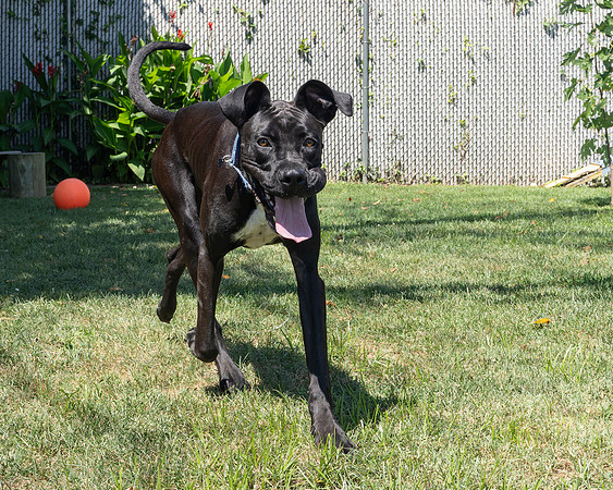 Rocco-5