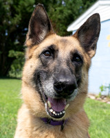 Duchess-2