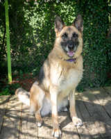 Duchess-4