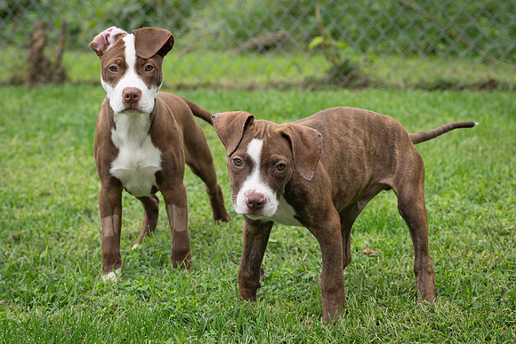 Puppies-11