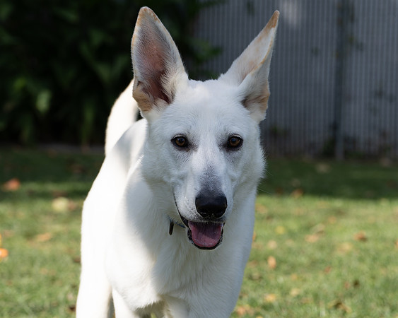 Arwen-3