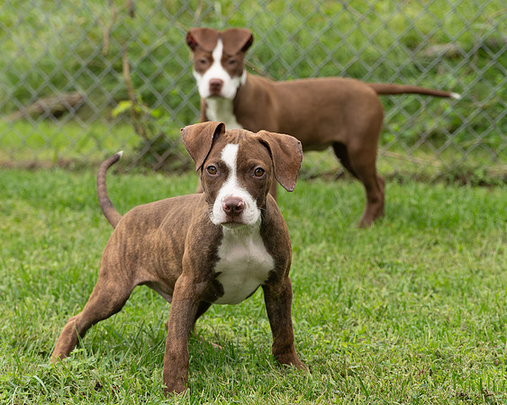 Puppies-8