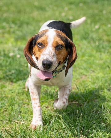 Beagles-1