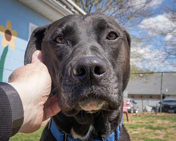 Cooper (4 of 7)