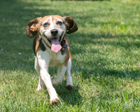 Talbot Humane - July 31, 2024