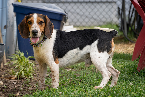 Beagles-17