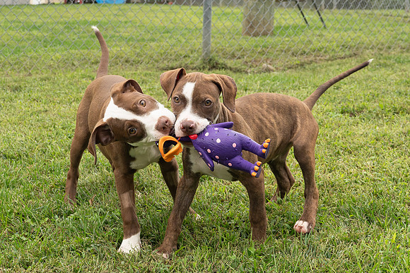 Puppies-3