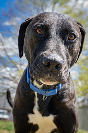 Cooper (2 of 7)