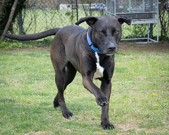 Cooper (1 of 7)
