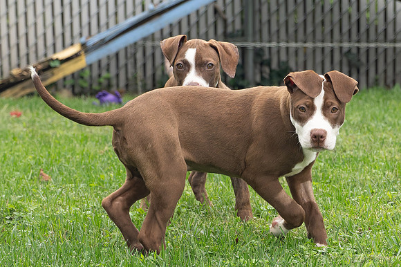 Puppies-6