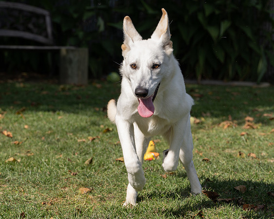 Arwen-1