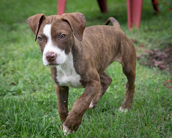 Puppies-18