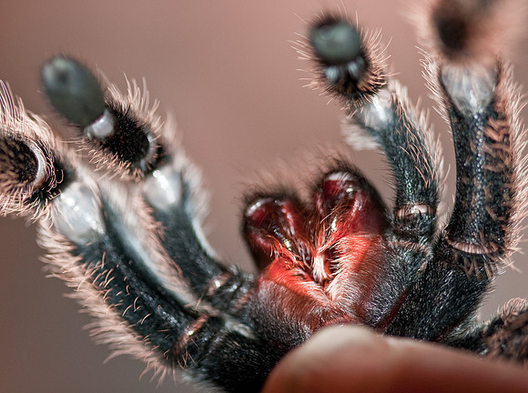 Tarantula
