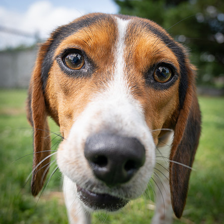Beagles-5