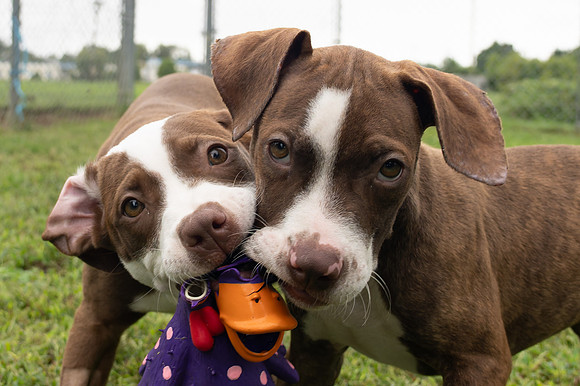 Puppies-4
