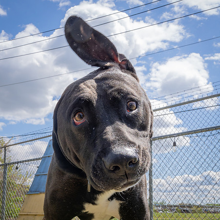 Cooper (5 of 7)