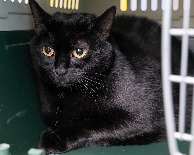 Photography by Bob Quinn | Talbot Humane - October 23, 2024