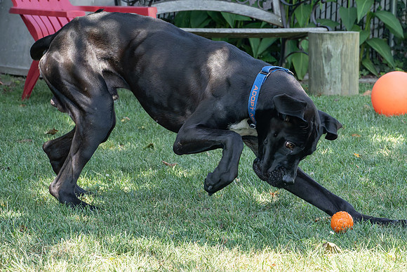 Rocco-4
