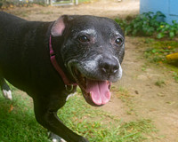 Talbot Humane - August 7, 2024